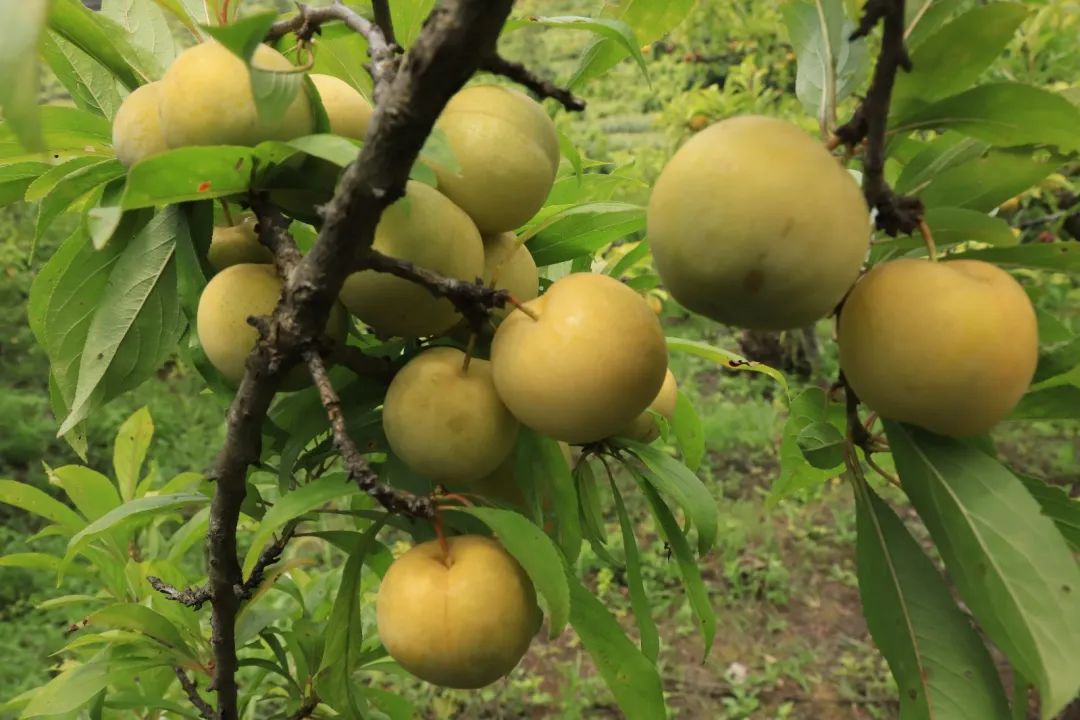 8f0fda8d439d9dc903bfff14a0314571.jpg 8f0fda8d439d9dc903bfff14a0314571.jpg