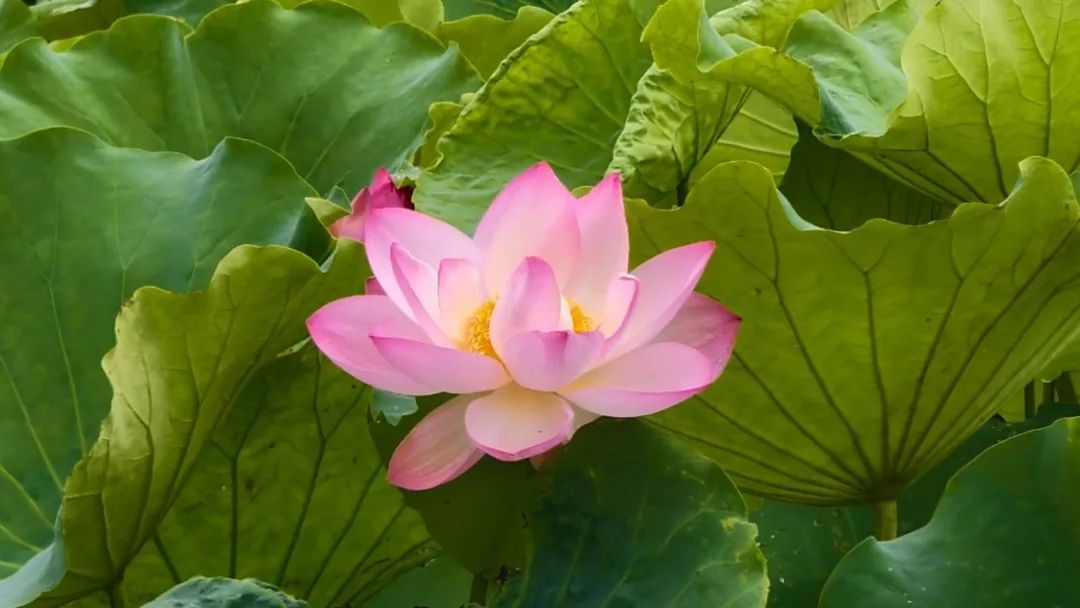 706a8a84942715455210de6e923bb40c.jpg 706a8a84942715455210de6e923bb40c.jpg