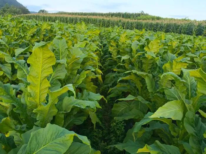 3d7ffefbb15aa3ba5f25b1784baba9f2.jpg 3d7ffefbb15aa3ba5f25b1784baba9f2.jpg